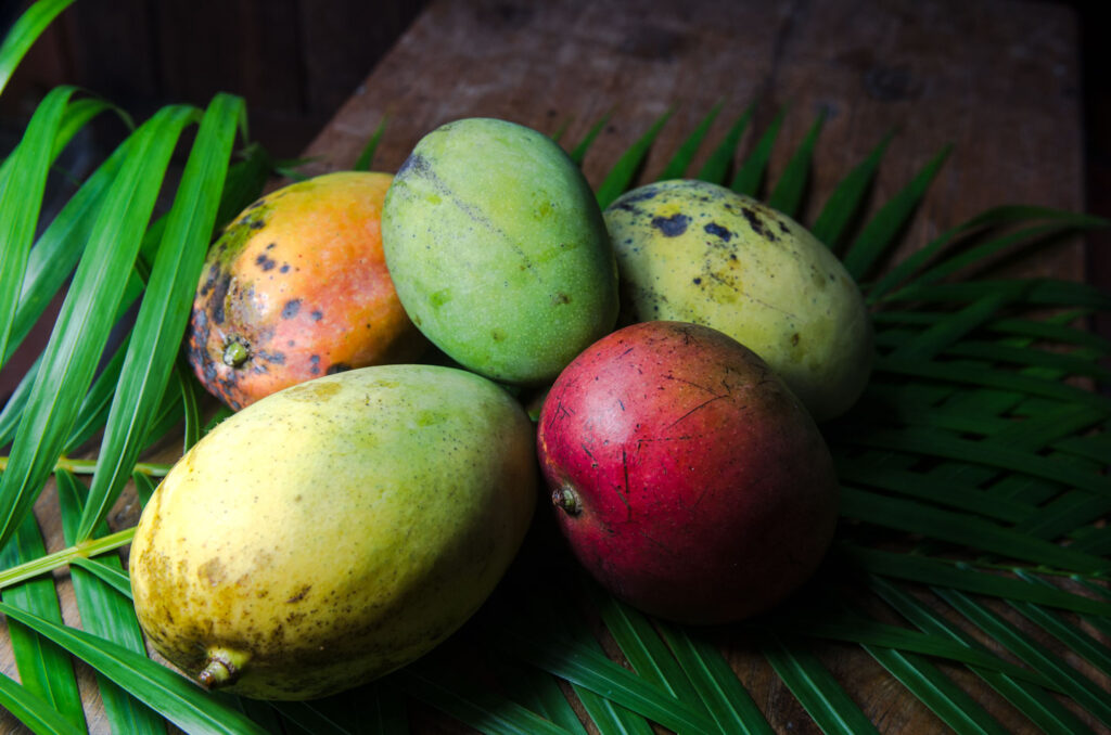 South Florida mangos