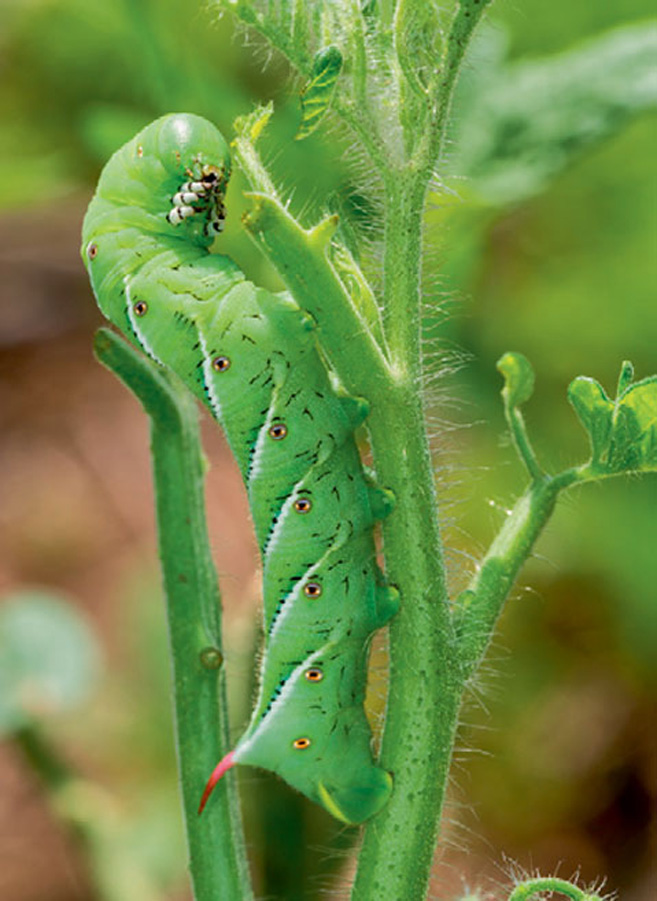 Critters on garden vegetables