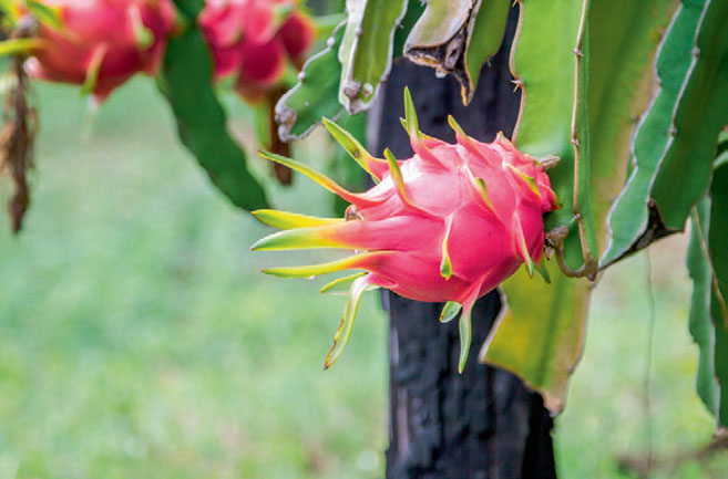 Dragonfruit in garden