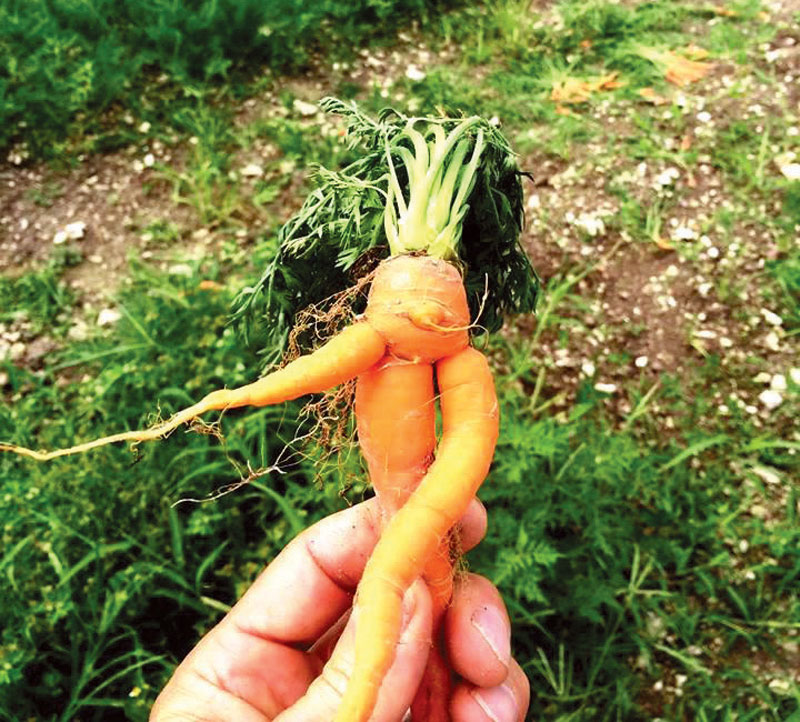 misshaped-vegetables.jpg