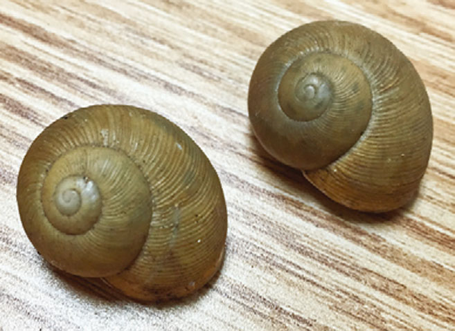 Cuban Land Snails