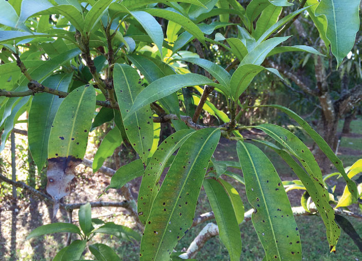 Overwatered Plants Showing Element Deficiencies