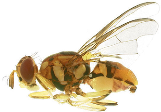 Oriental Fruit Fly