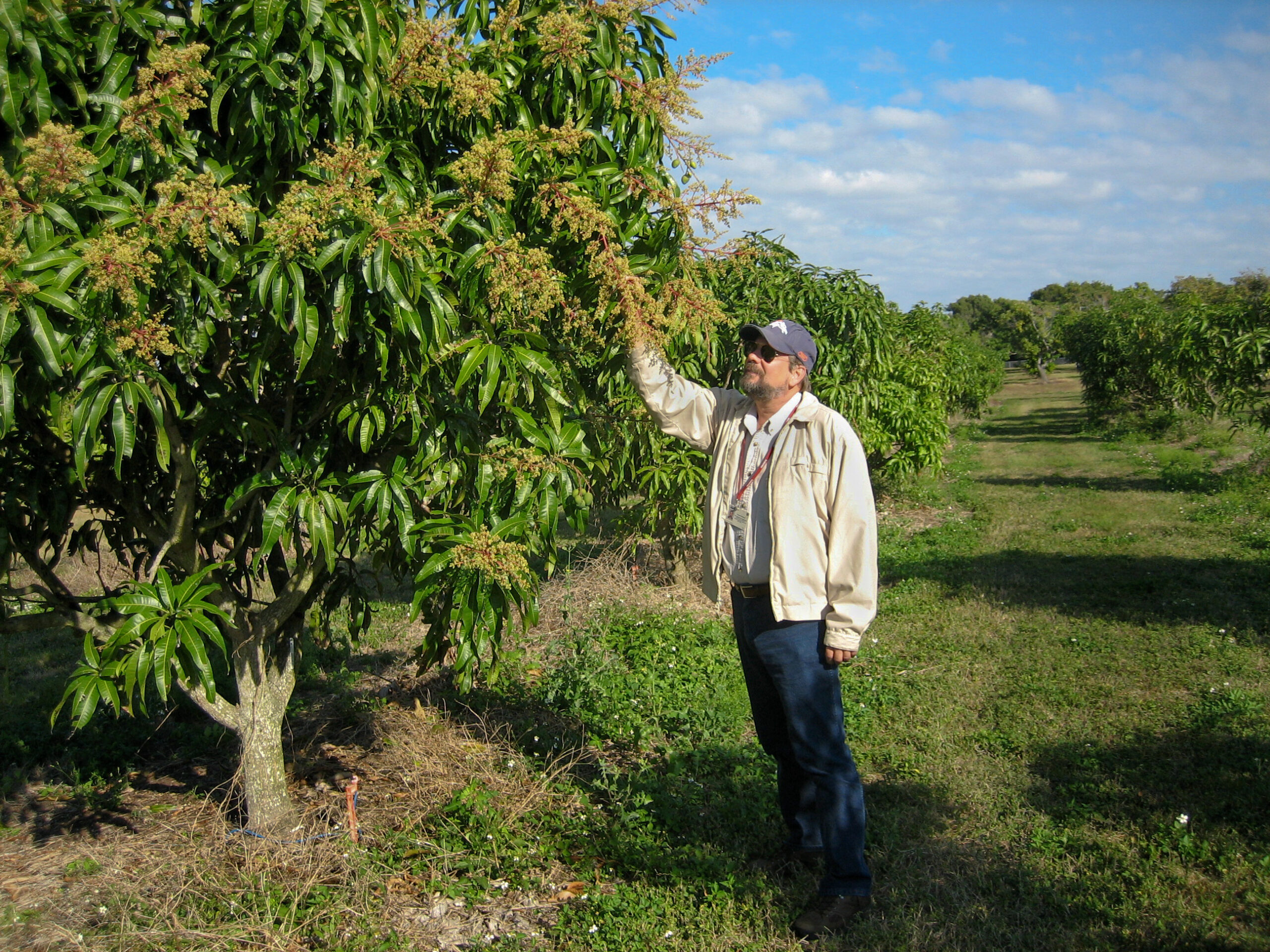 Mango tree at Chapman Field