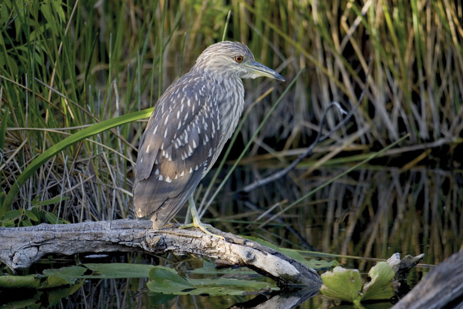 Black-crowned night heron 