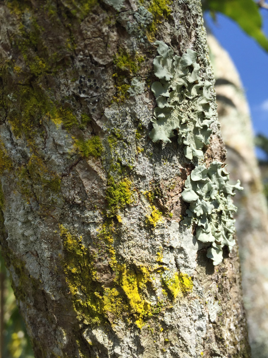 lichens-garden-florida.jpg