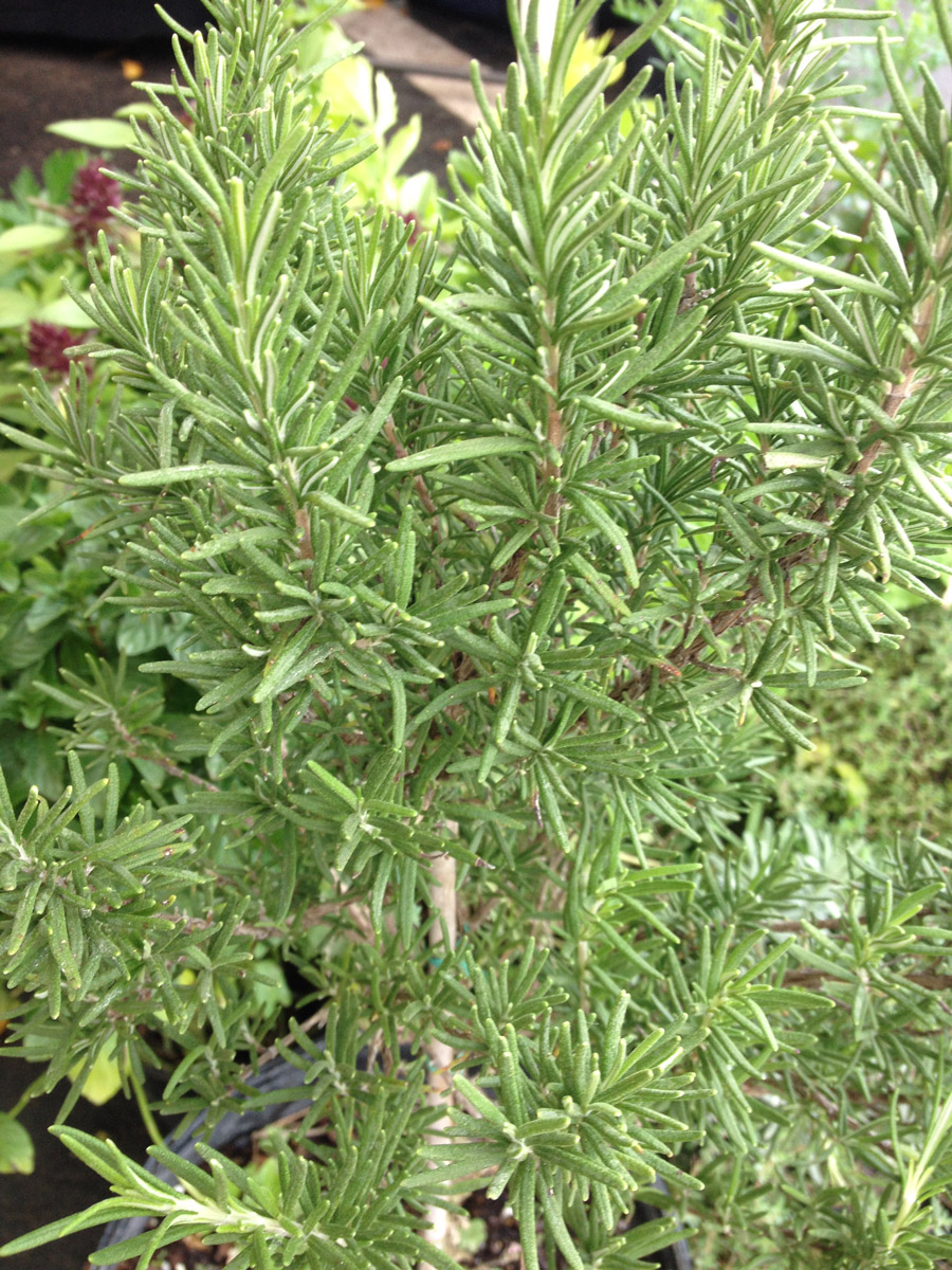 rosemary-herb-florida.jpg