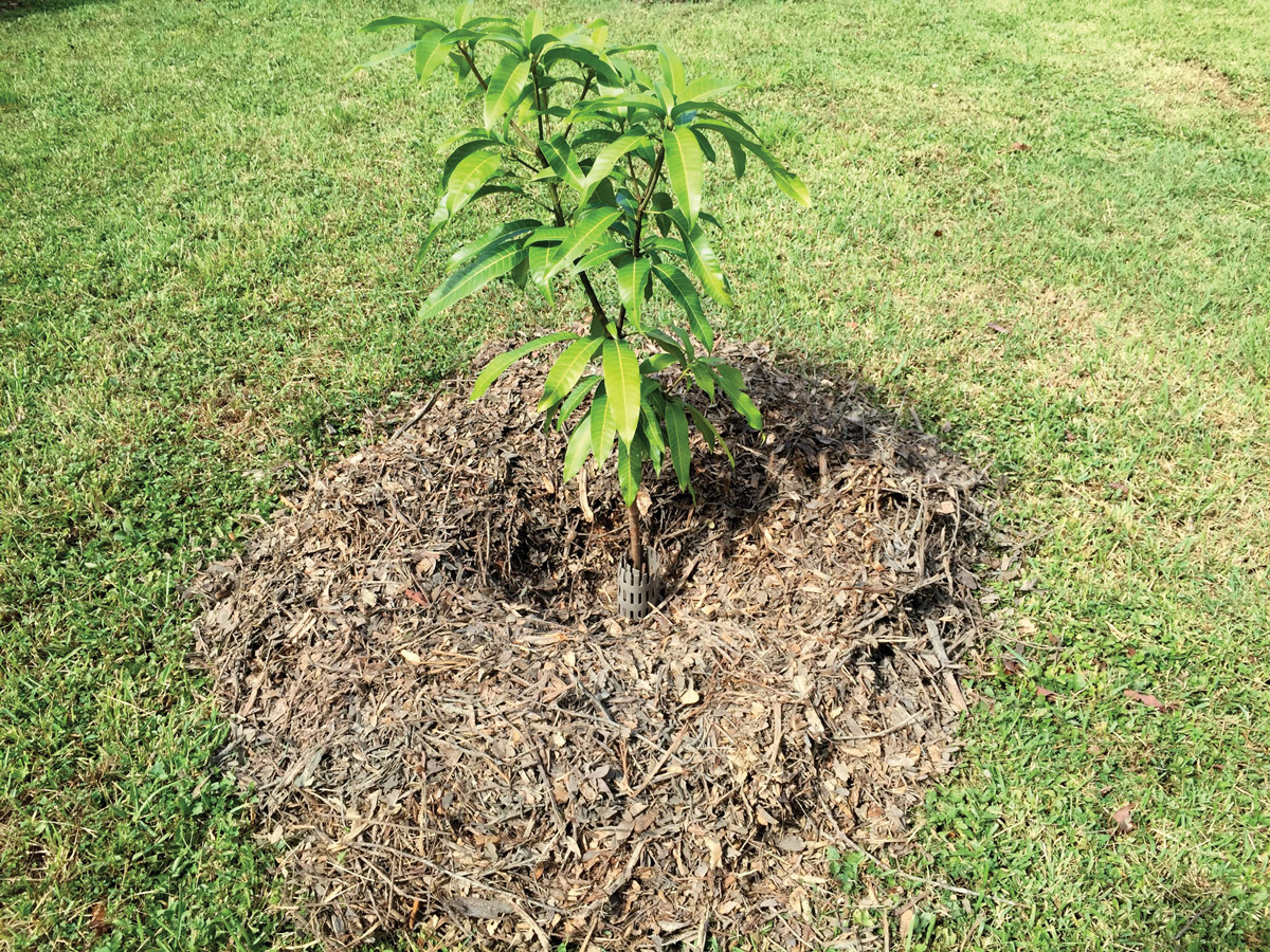 Mango-Mulch-Plantc.jpg