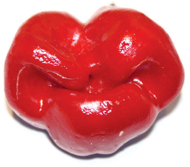 Plump-Lipped Pepper