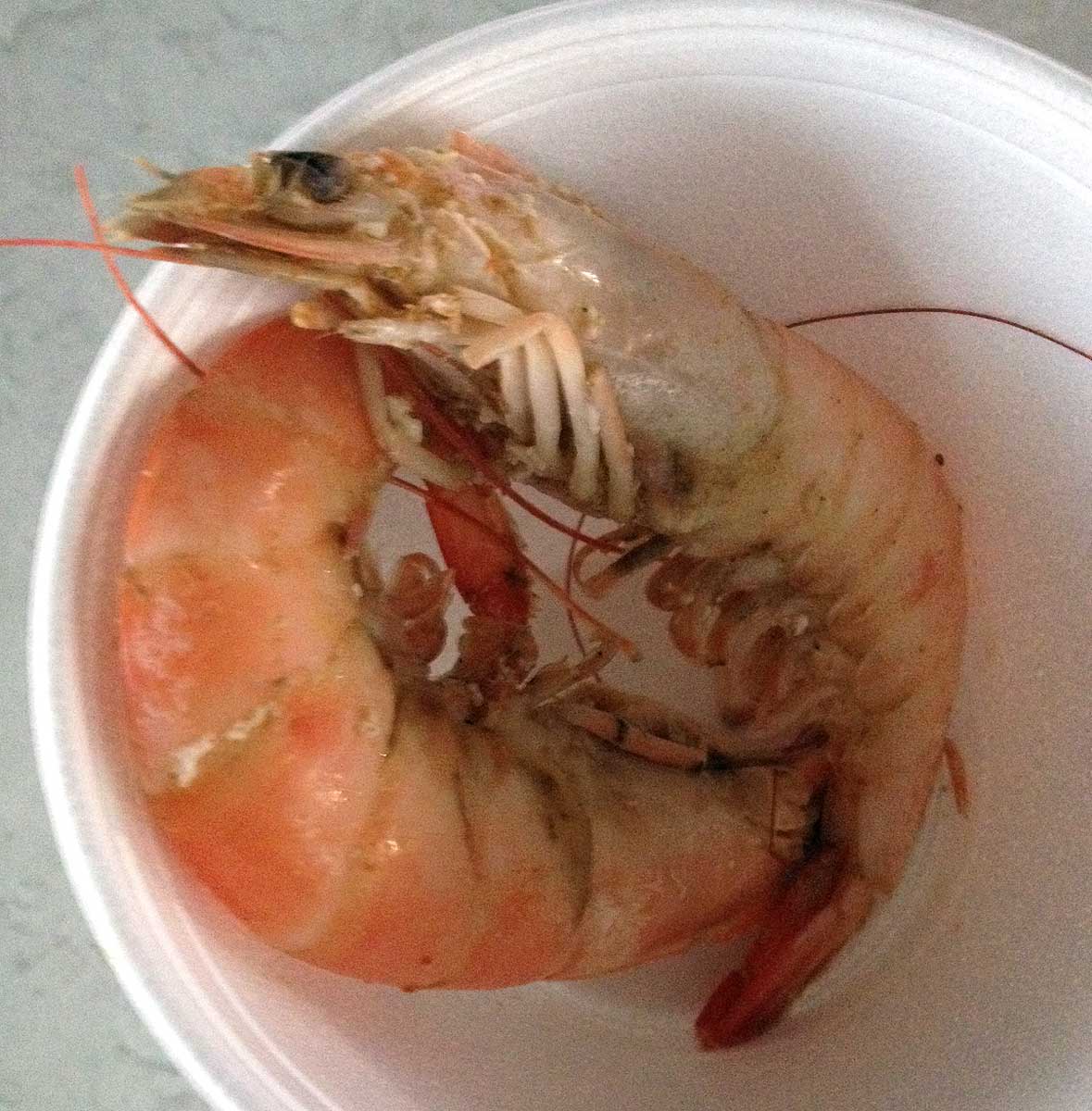 Fresh Key West shrimp