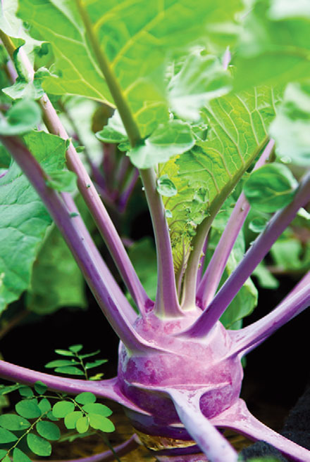 Purple kohlrabi