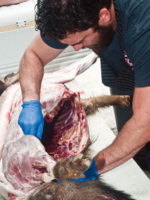 Skinning a boar