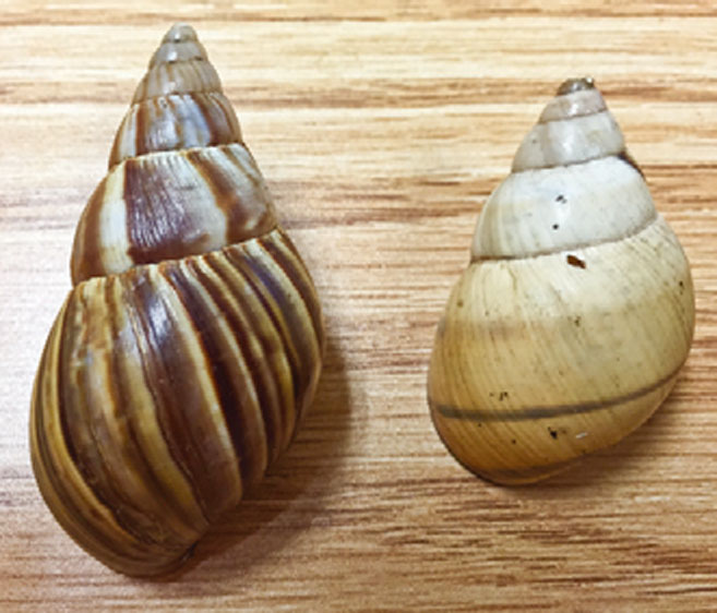 Giant African Tree Snail and a tree snail