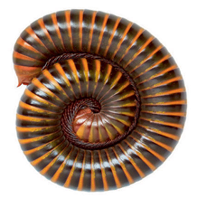 Millipedes
