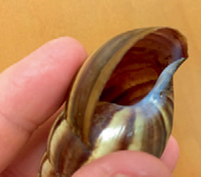 Snail Shell