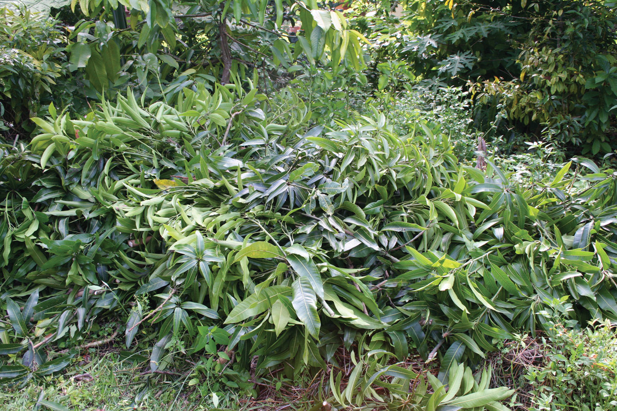 Pruned mango clippings