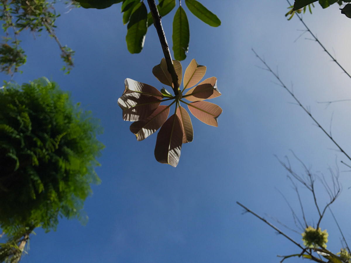 New growth on a mango tree