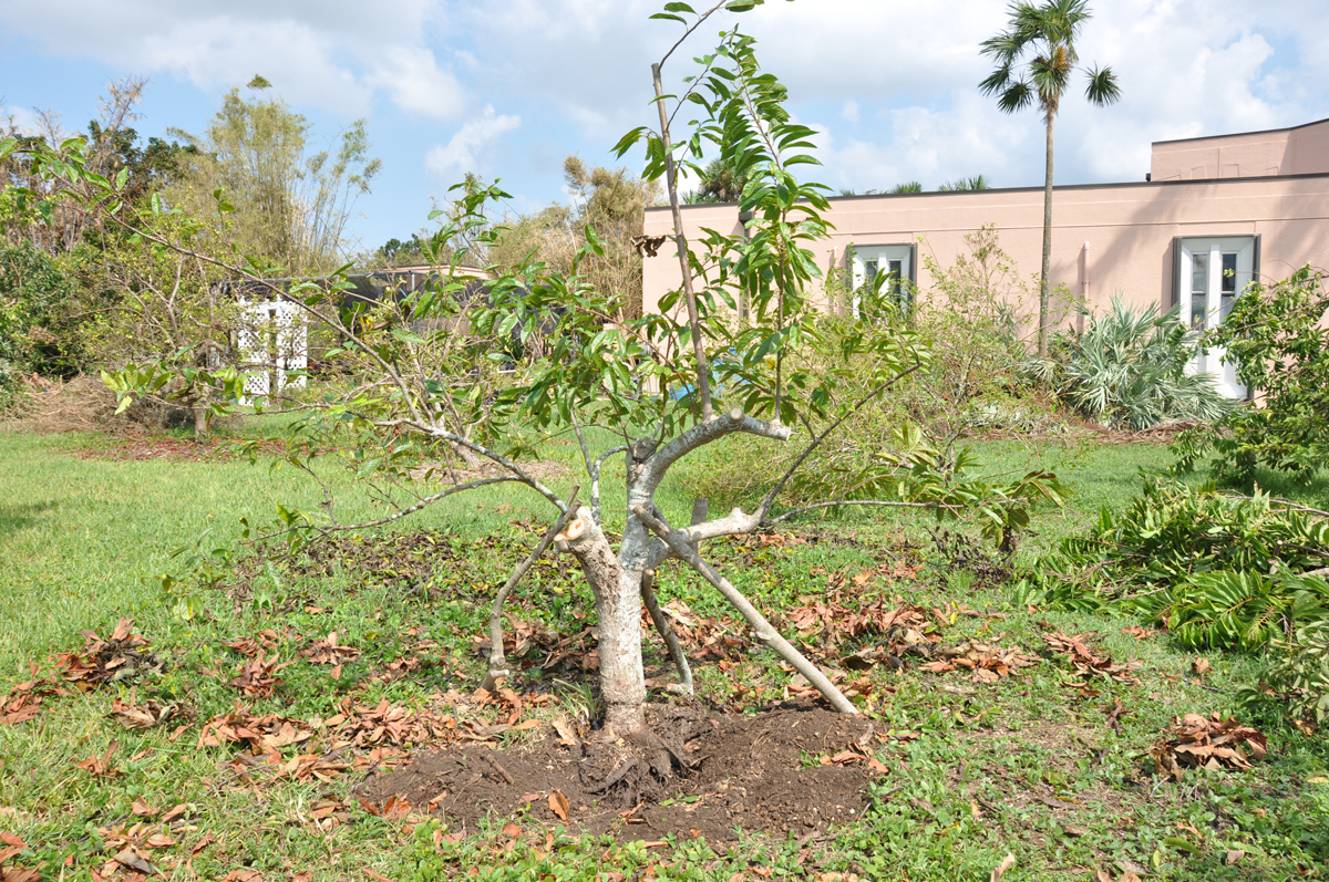 Propped up and ready to grow