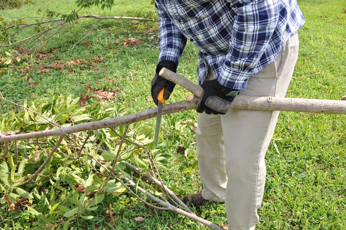 Cut off excess branches