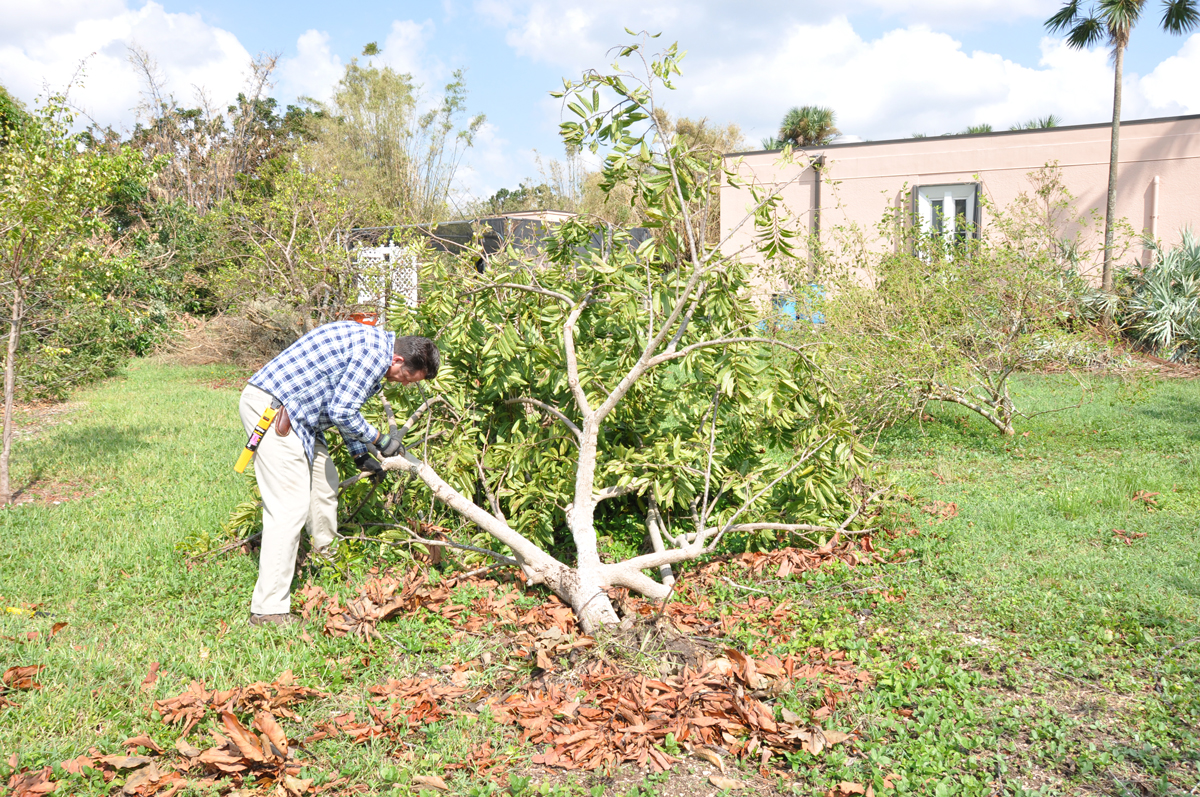 The right way to right a fallen tree