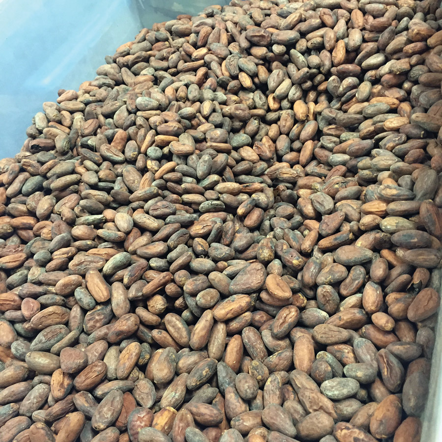 Dried cacao beans