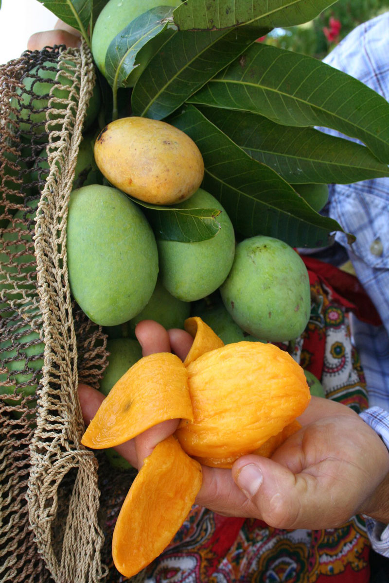 'Ma Muang Paa' mango