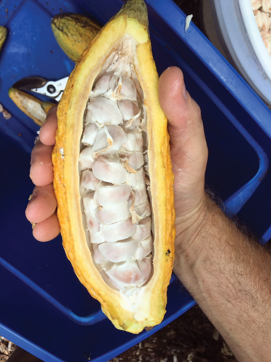 Fleshy pulp covers cacao beans