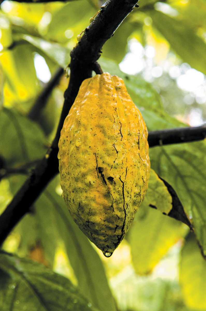 Ripe cacao pod