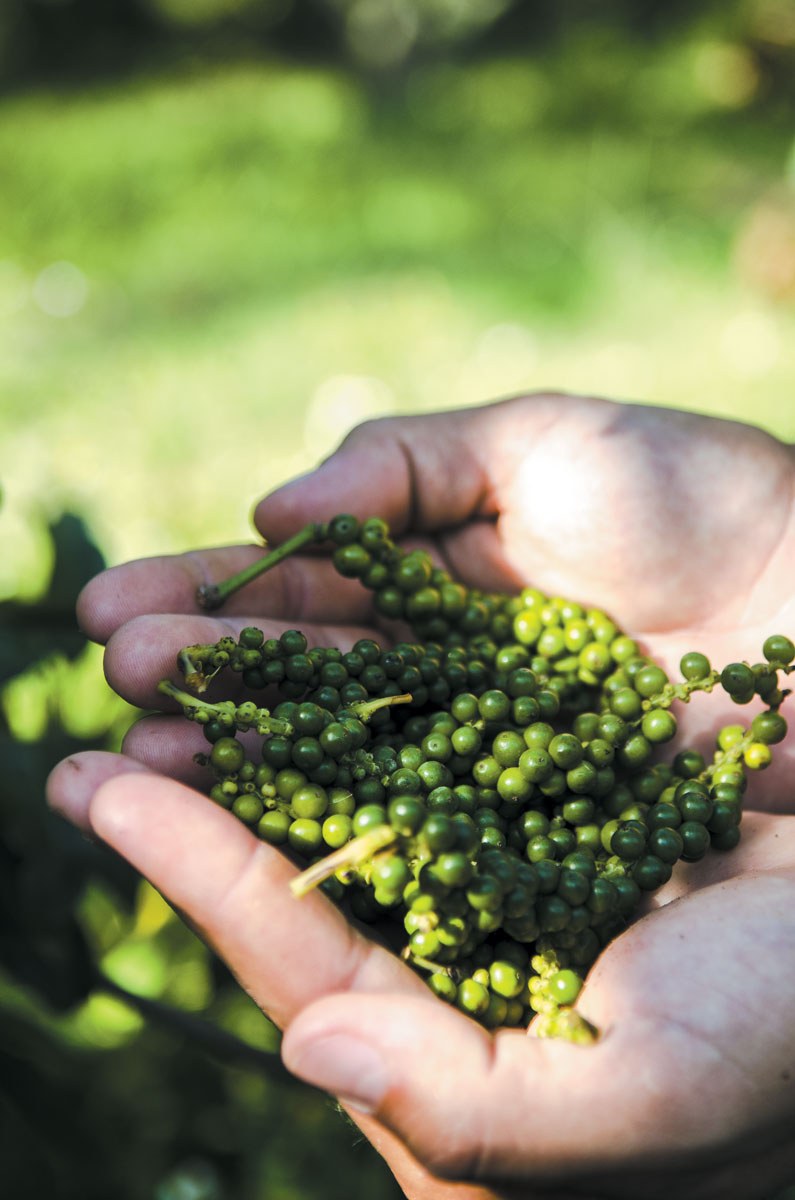 Green peppercorns at LNB Groves