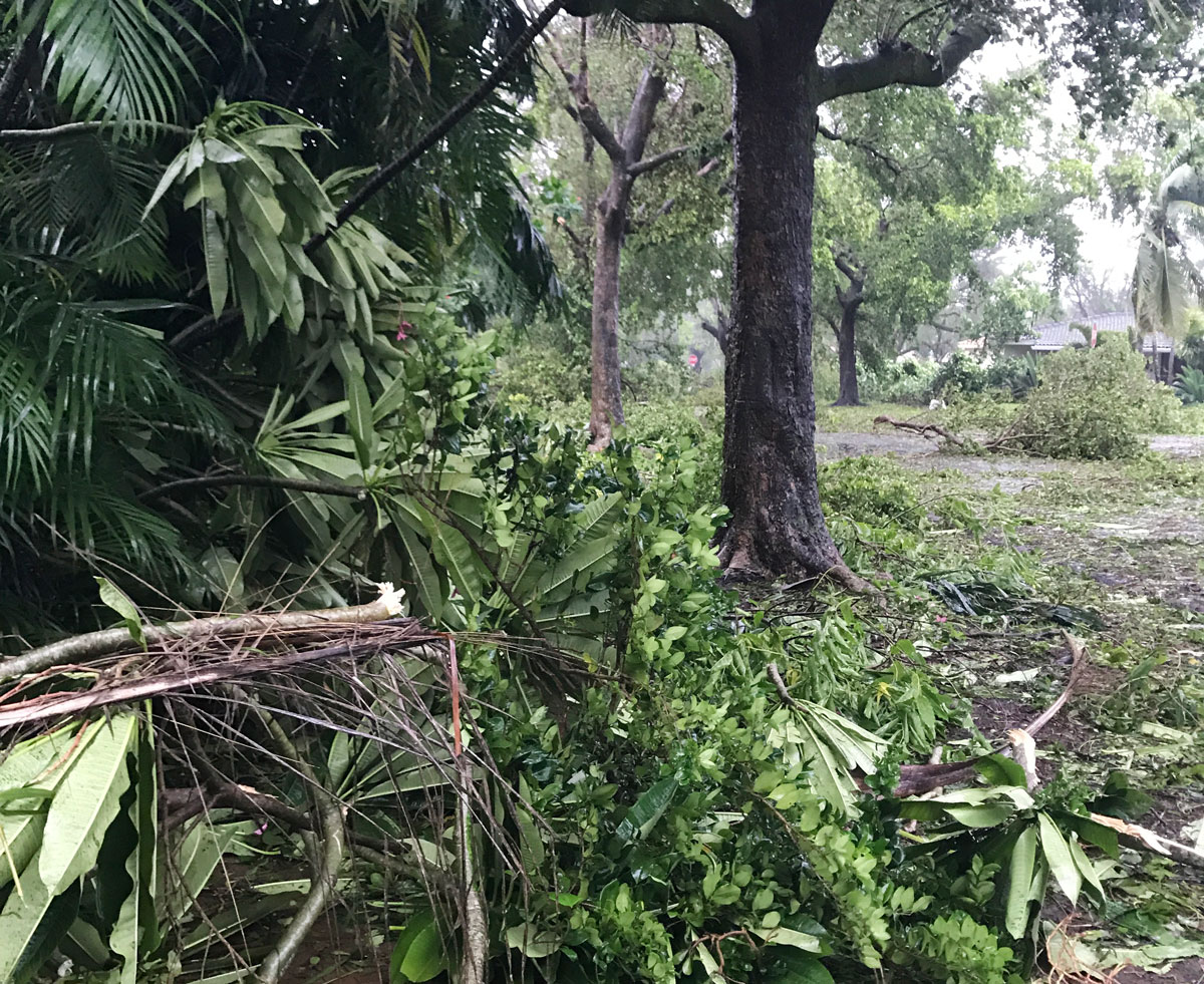 Tree damage after Hurricane Irma