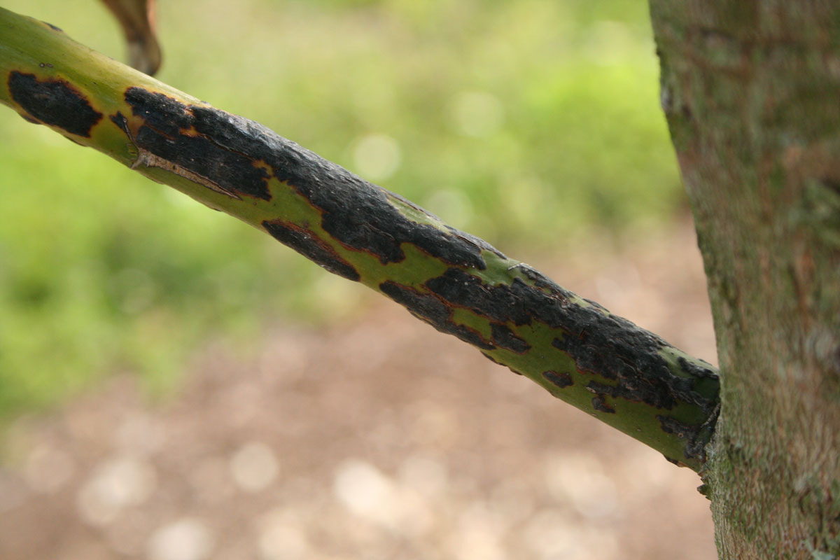 Bacteria on a mango branch