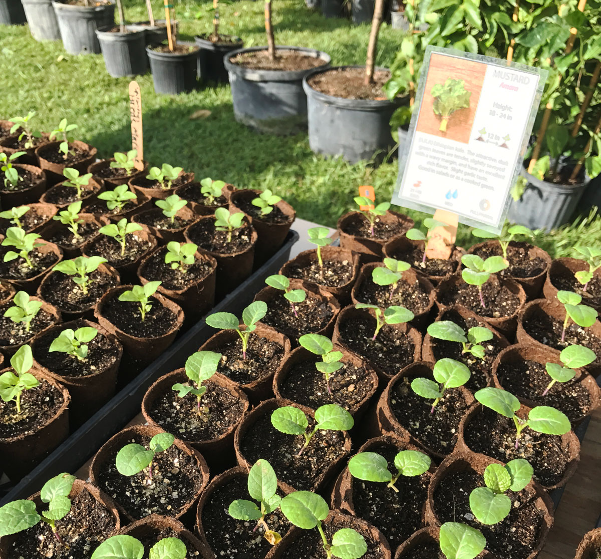 Seedlings for sale at GrowFest