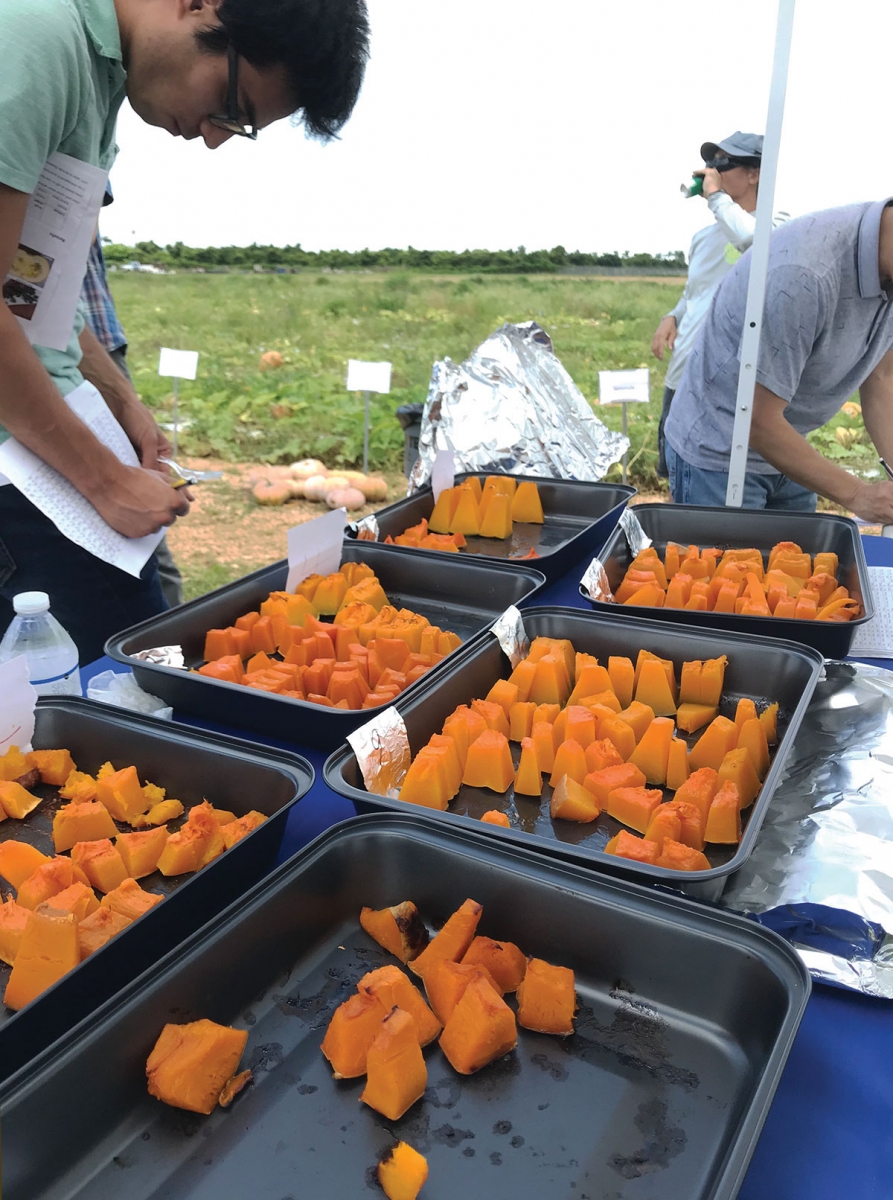 Participants recorded their impressions of 17 different pumpkin varieties.