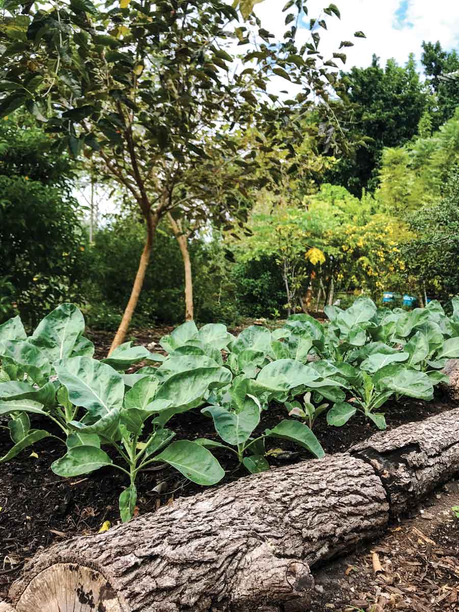 Borders are made of logs, rocks and other objects on the farm