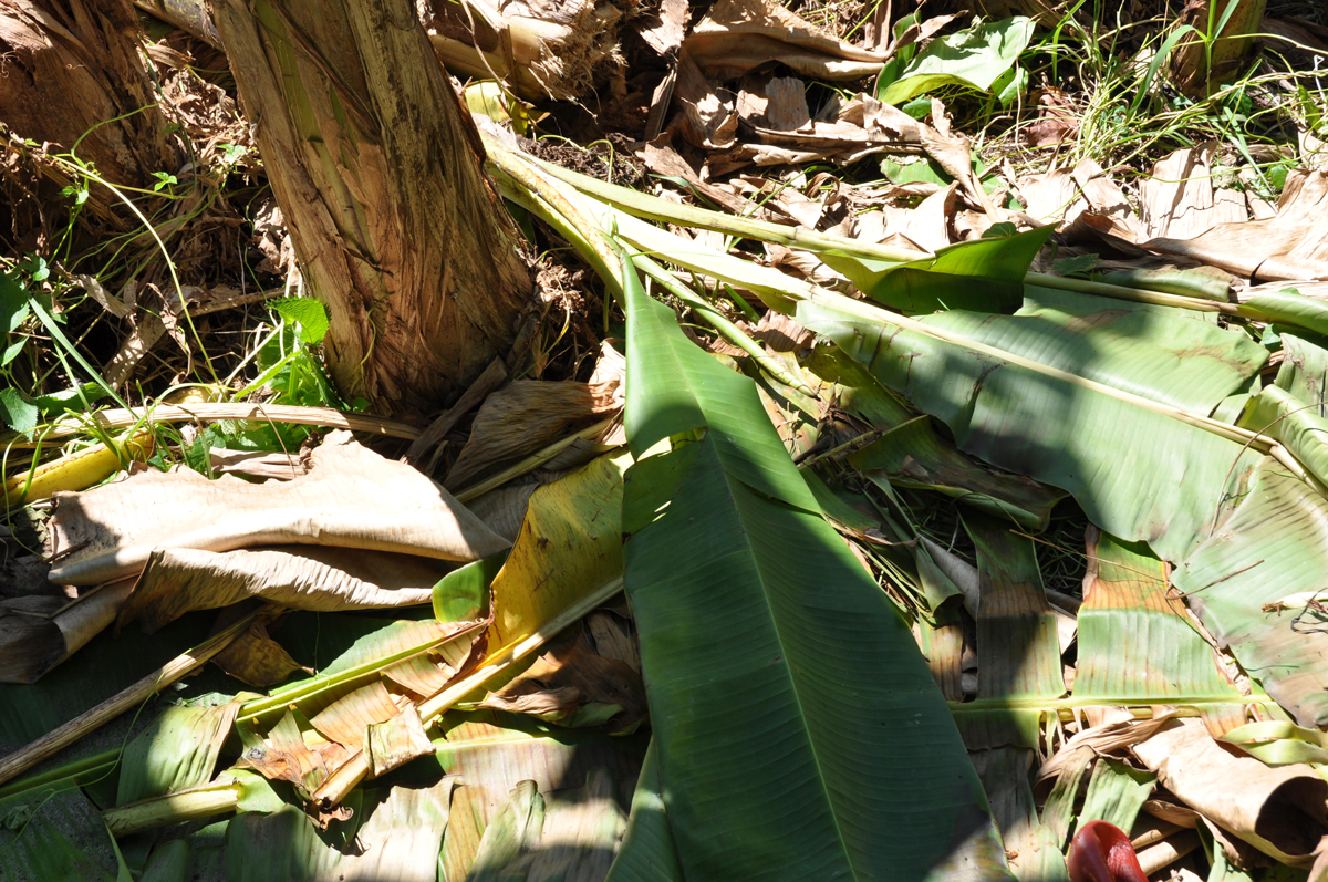 Bananas like organic matter. You can put trimmed banana leaves at the base of the tree.