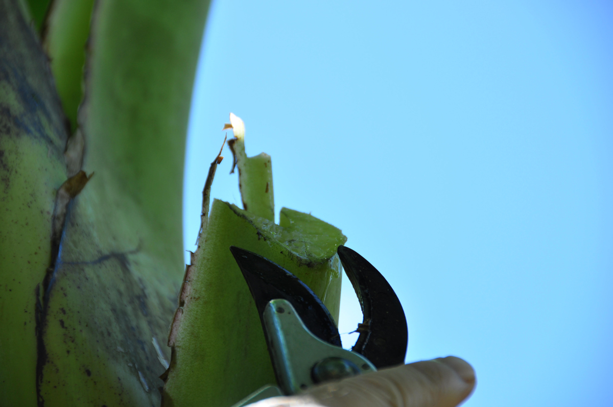 Be careful when cutting banana leaves – the sap will stain your clothes.