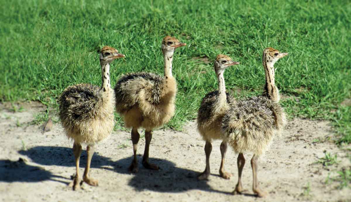 Ostrich chicks at Giraffe Ranch