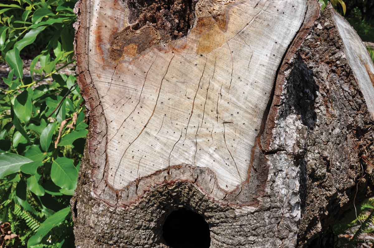 Disease from ambrosia beetles