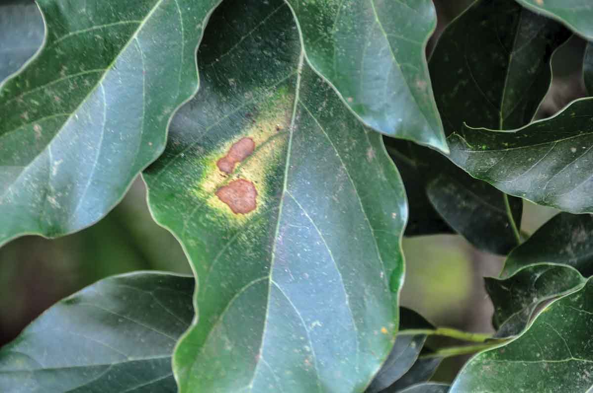 Avocado lace bug damage