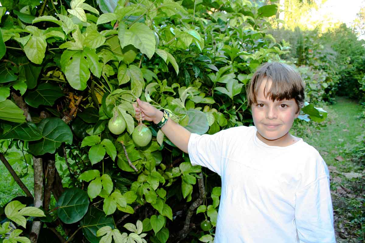 Fruits ripening on the vine