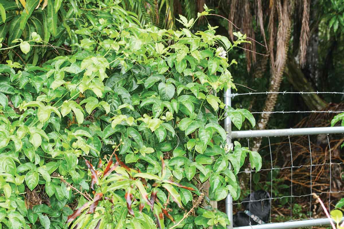 Passion fruit on the fenceIn today’s political climate, there may be nothing more polarizing than fences, often called walls if they run along our southern border with Mexico.  I n agriculture, however, we look at fences a bit differently. They serve as barriers to keep out unwanted vehicles, animals and people, but they also serve to keep in chickens and cows. In the edible garden, the fence can achieve even more, serving as a planting opportunity for structurally challenged crops – vines. Fences are expen