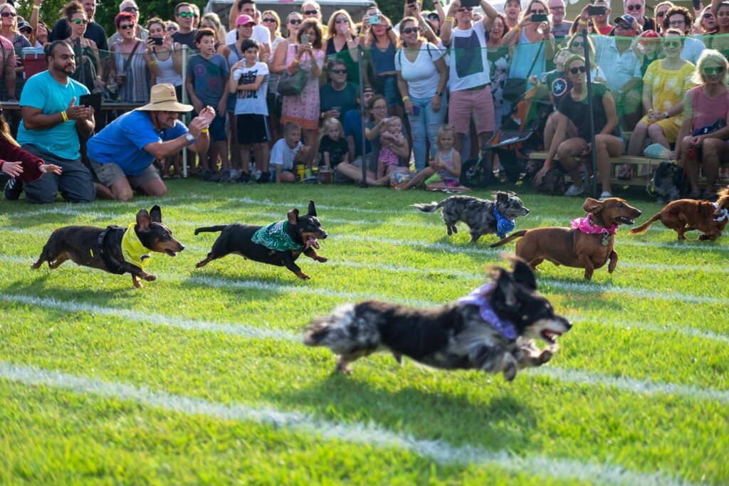 Dachshund Dash