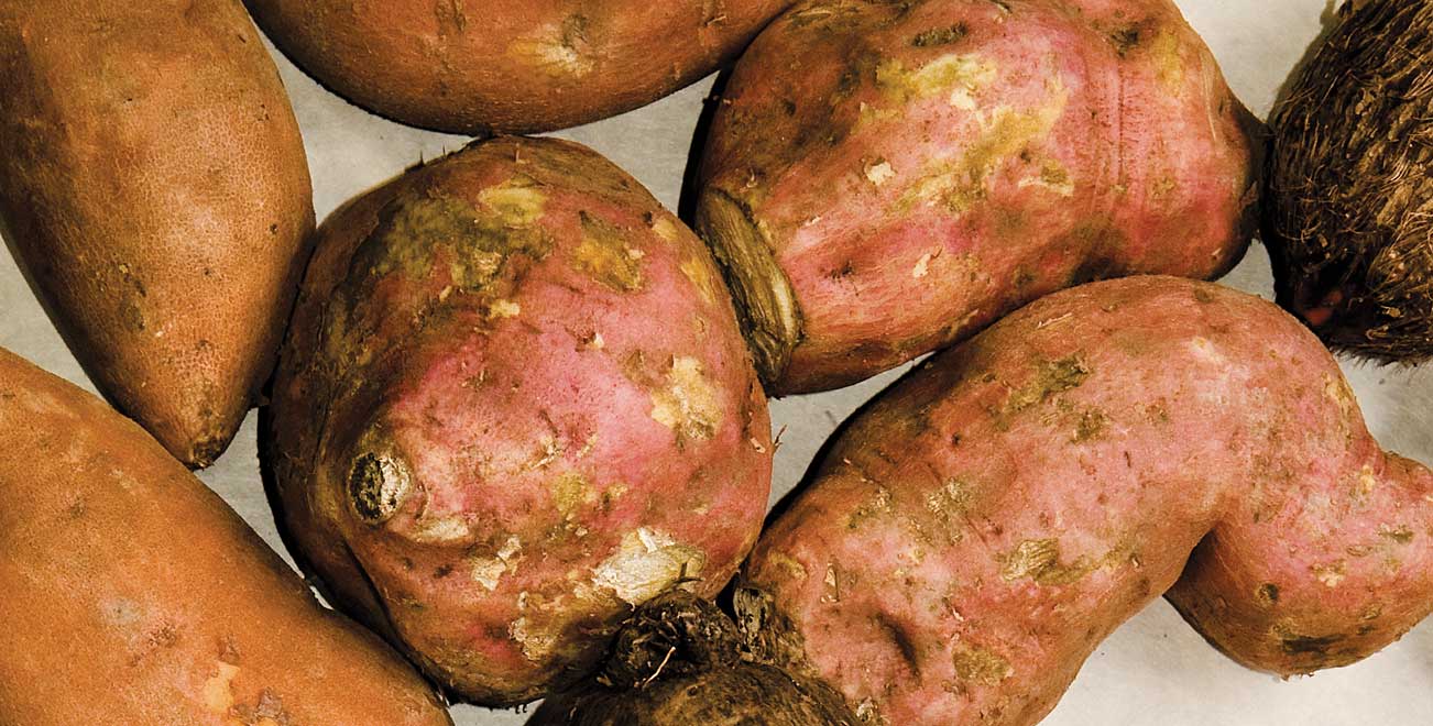 roots-boniato-yuca.jpg