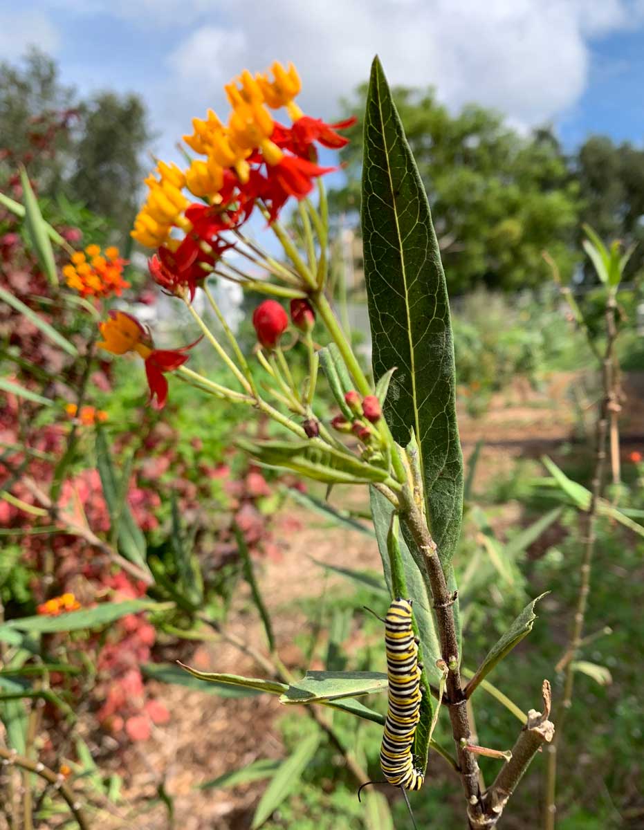 Butterfly-attracting plants are part of the garden
