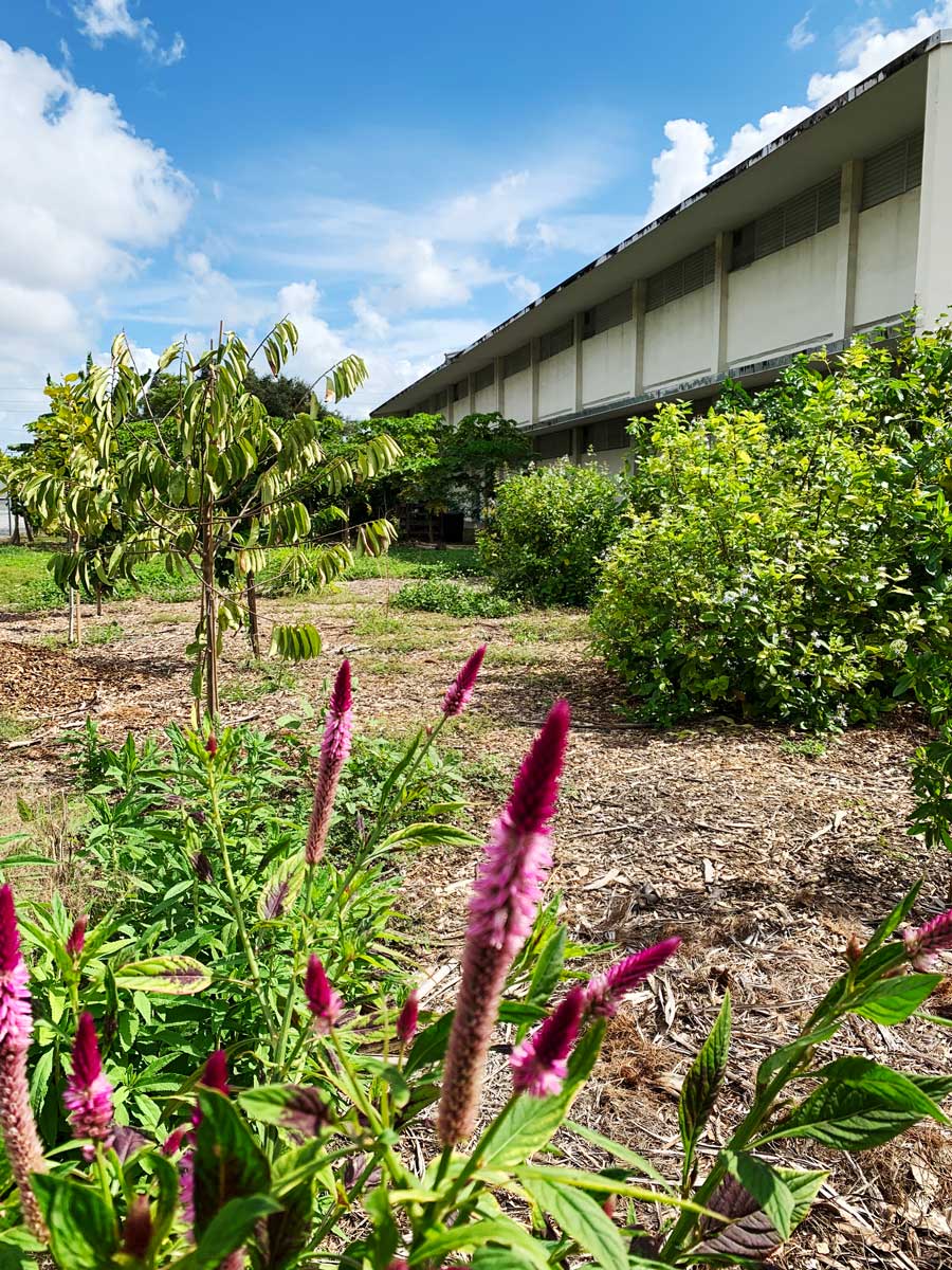 Natives and butterfly attractors