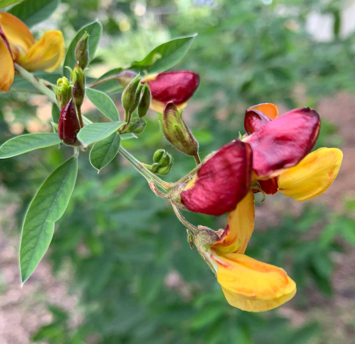 Pigeon pea flowers