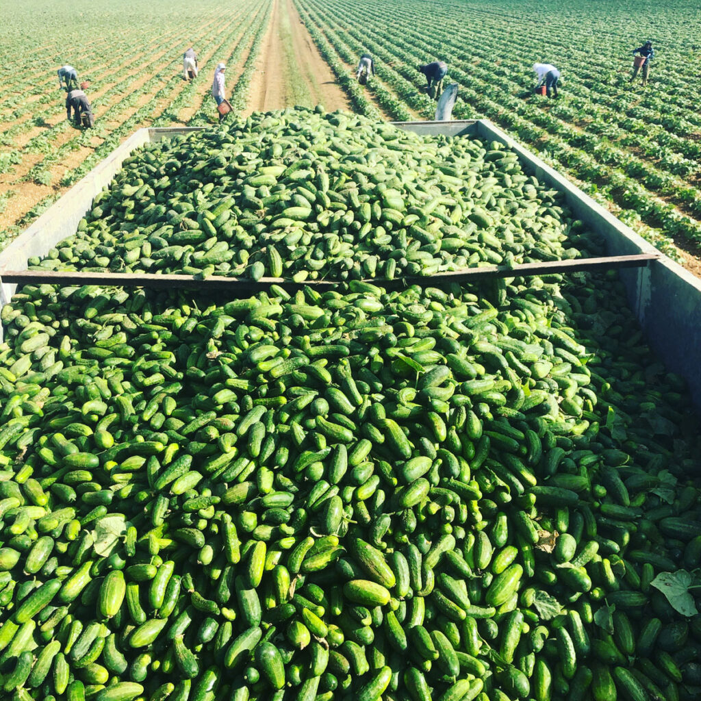 Pickling cucumbers in the field