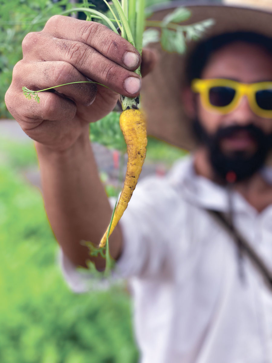 Freshly harvested carrot from Tree Amigos Growers