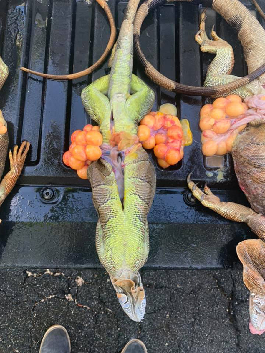 Iguana with eggs