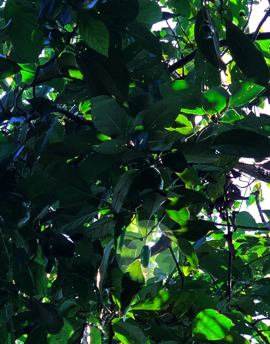 Unpollinated avocado